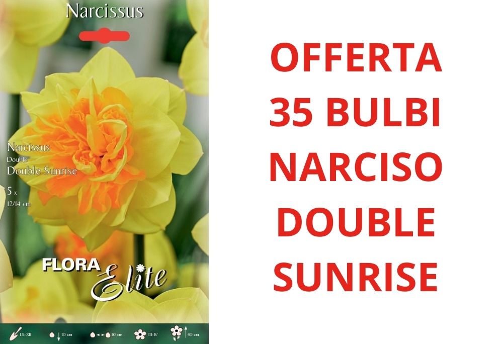 OFFERTA 35 BULBI DI NARCISO DOUBLE SUNRISE
