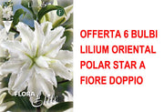 OFFERTA 6 BULBI LILIUM ORIENTAL POLAR STAR A FIORE DOPPIO