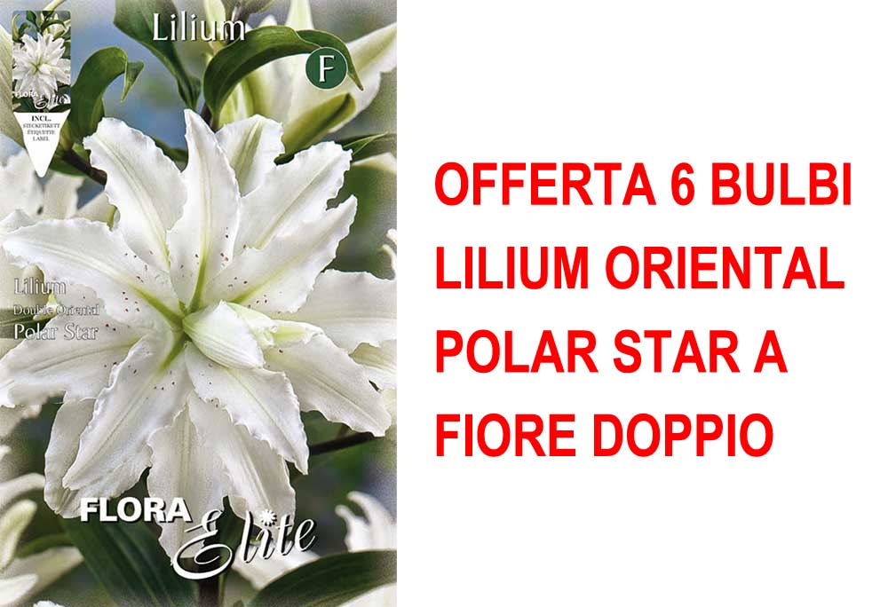 OFFERTA 6 BULBI LILIUM ORIENTAL POLAR STAR A FIORE DOPPIO