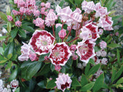 KALMIA LATIFOLIA MINUET VASO 21CM