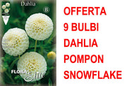 OFFERTA 9 BULBI DAHLIA POMPON SNOWFLAKE