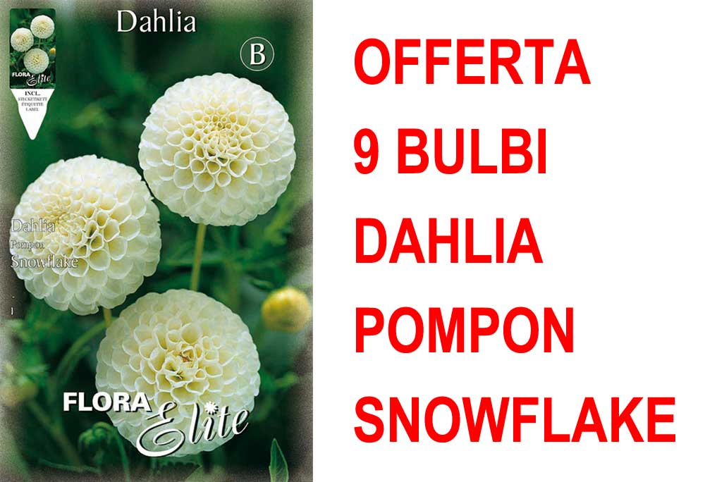 OFFERTA 9 BULBI DAHLIA POMPON SNOWFLAKE