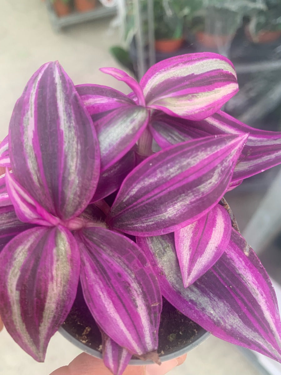 PIANTA TRADES.PINK PARADISE, VASO 12CM
