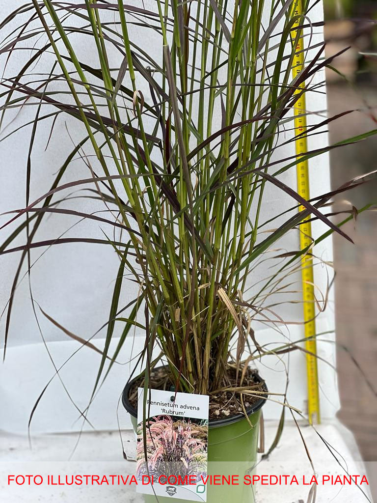 PENNISETUM ADVENA RUBRUM VASO 17CM