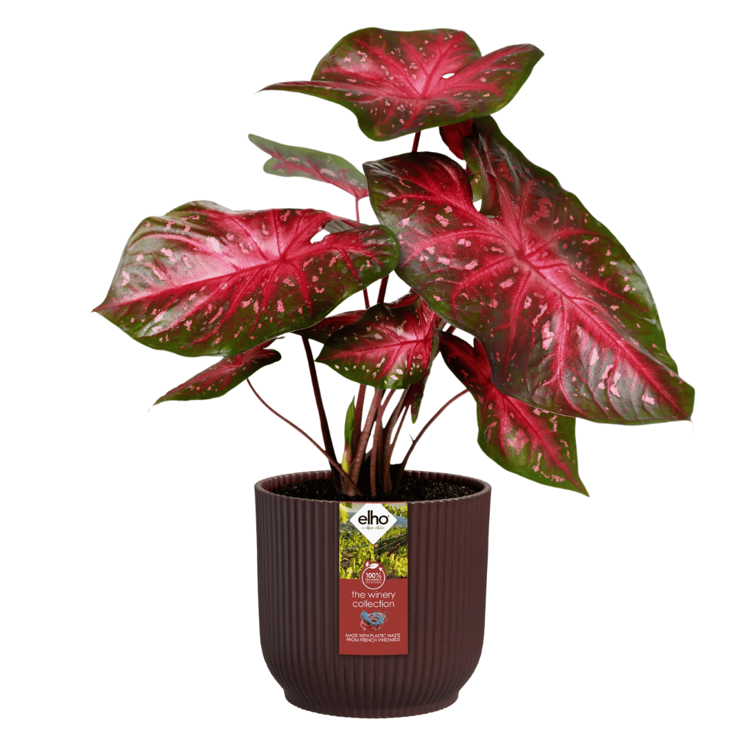 VASO THE WINERY COLLECTION 18CM ROSSO BORDEAUX