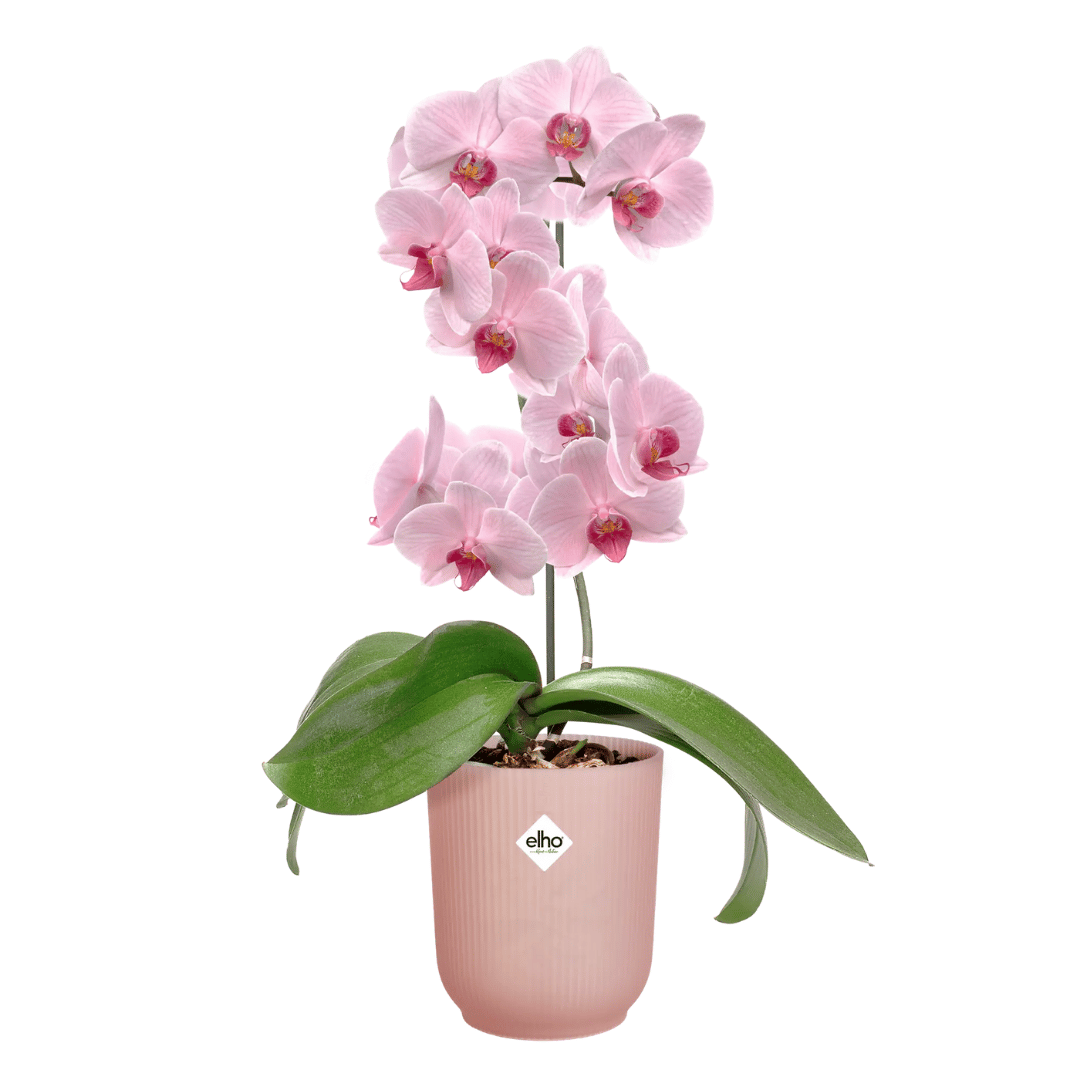 VASO PER ORCHIDEE VIBES FOLD ORCHID HIGH 12,5CM ROSA SMALTATO