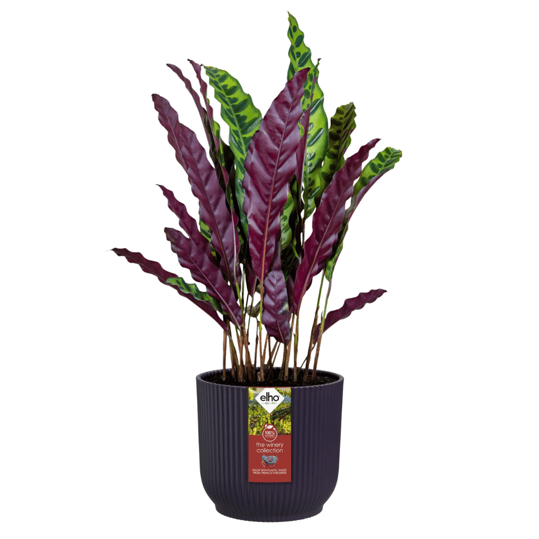 VASO THE WINERY COLLECTION 14CM PORPORA SCURO