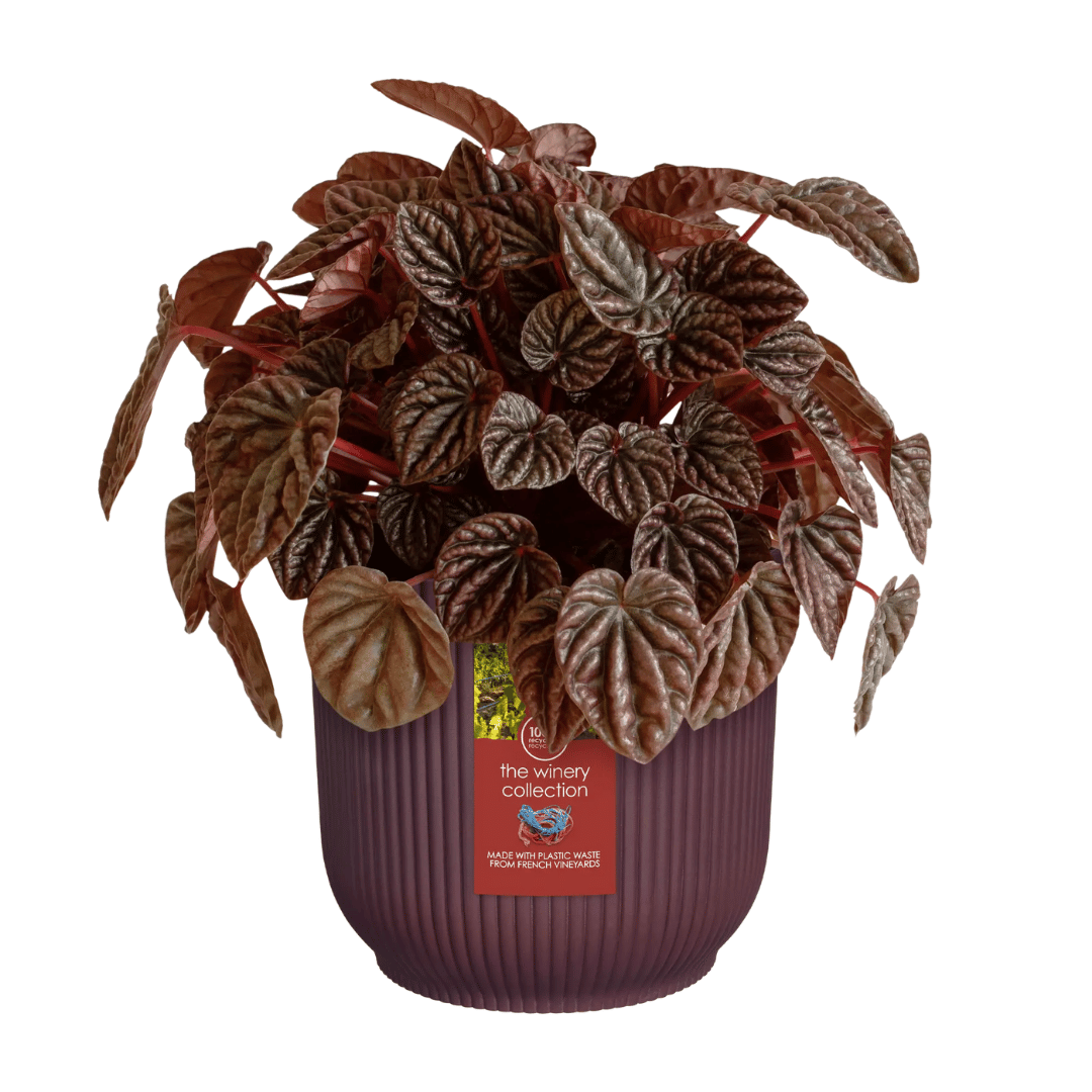 VASO THE WINERY COLLECTION 14CM ROSSO BORDEAUX