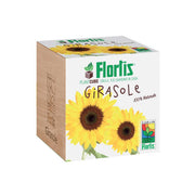PLANTCUBE GIRASOLE 7.5X7.5X7.5 CM