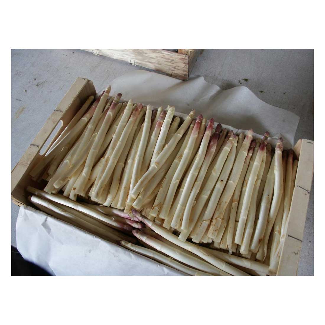 ASPARAGO ARGENTUIL 10 ZAMPE PZ