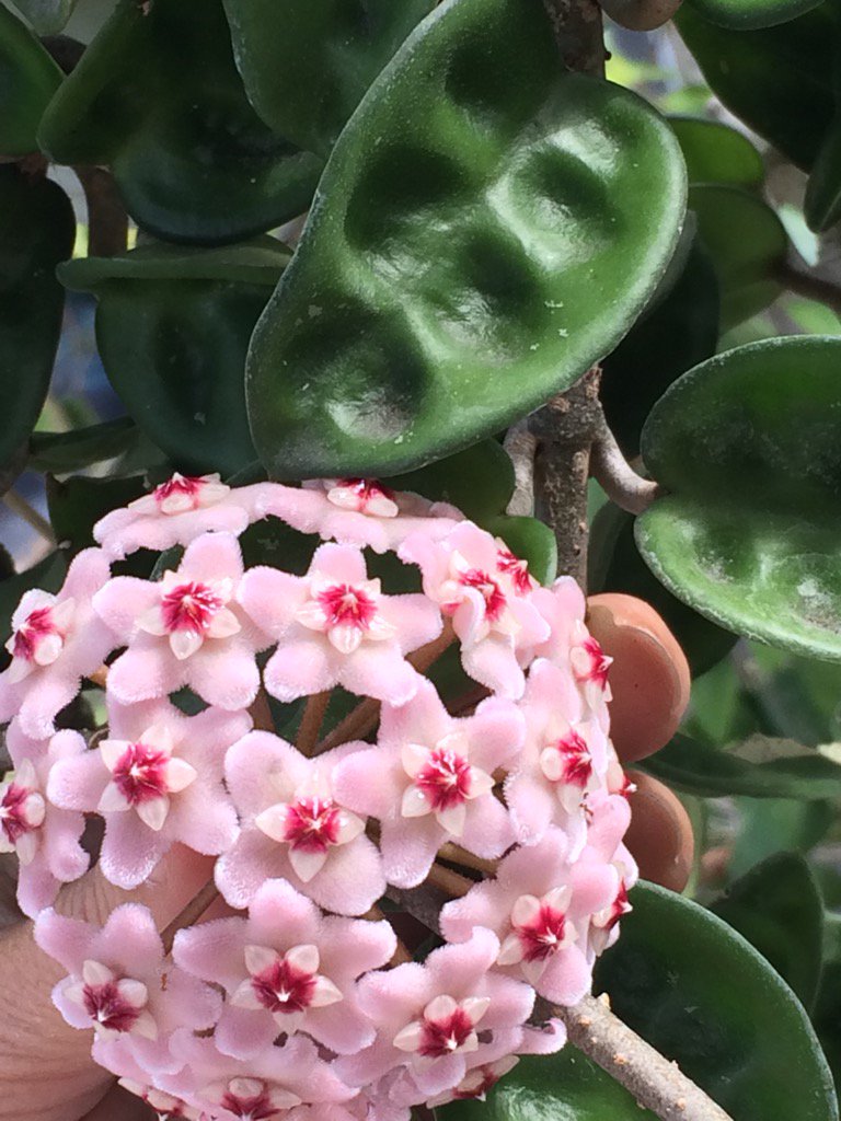 HOYA KRINKLE FIORE DI CERA PROFUMO DI CIOCCOLATO VASO 10.5CM H60CM