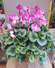 CICLAMINO ROSA O ROSSO VASO 25CM