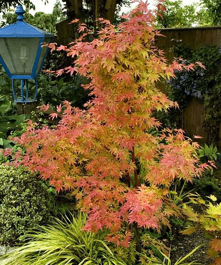 ACERO PALMATUM ORANGE DREAM IN VASO 15CM