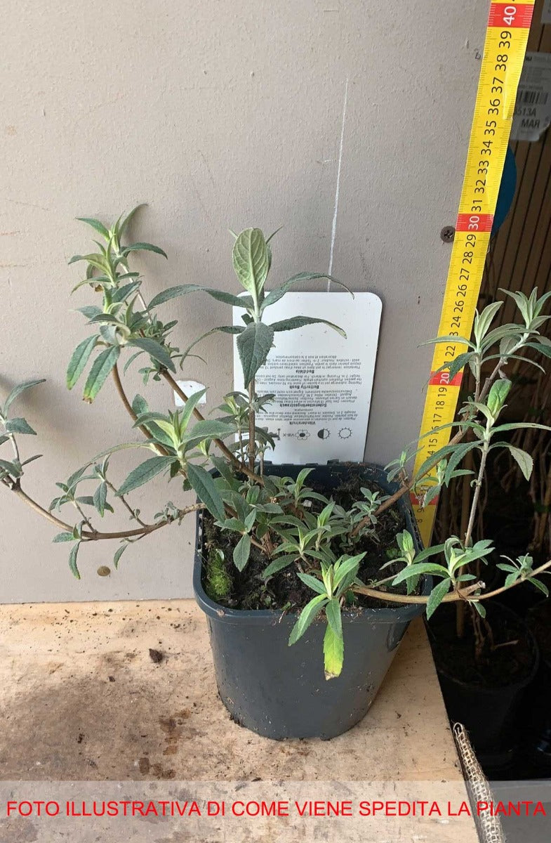 BUDDLEJA BLACK KNIGHT VASO DA 17CM