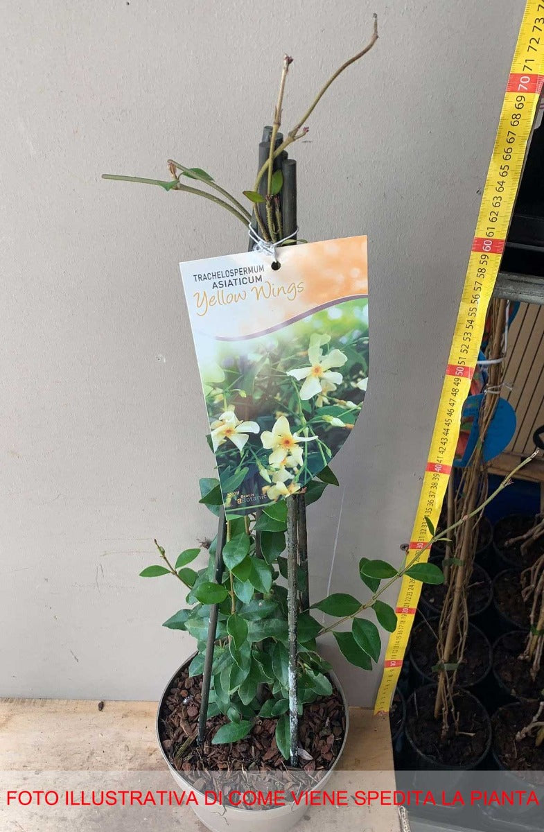 TRACHELOSPERMUM JASMINOIDES YELLOW WINGS VASO 19CM