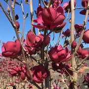 MAGNOLIA GENIE VASO 24CM