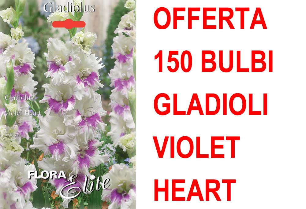 OFFERTA 150 BULBI GLADIOLO A FIORI GRANDI VIOLET HEART
