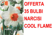 OFFERTA 35 BULBI NARCISO LARGE-CUPPED COOL FLAME