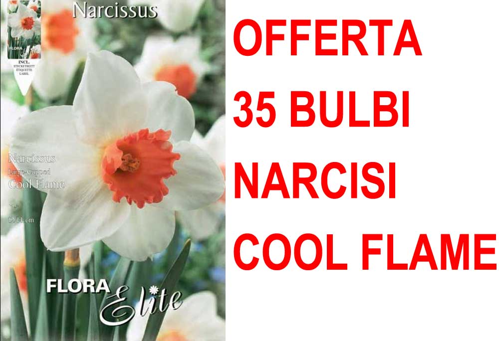 OFFERTA 35 BULBI NARCISO LARGE-CUPPED COOL FLAME