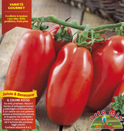6 PIANTE IN PACK POMODORO LUNGO ADAMO ORTOMIO