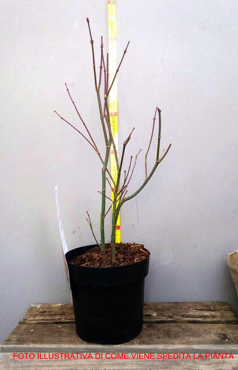 ACERO PALMATUM BLOODGOOD IN VASO 19CM