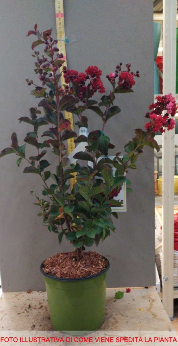 LAGERSTROEMIA INDICA DYNAMITE VASO 18CM