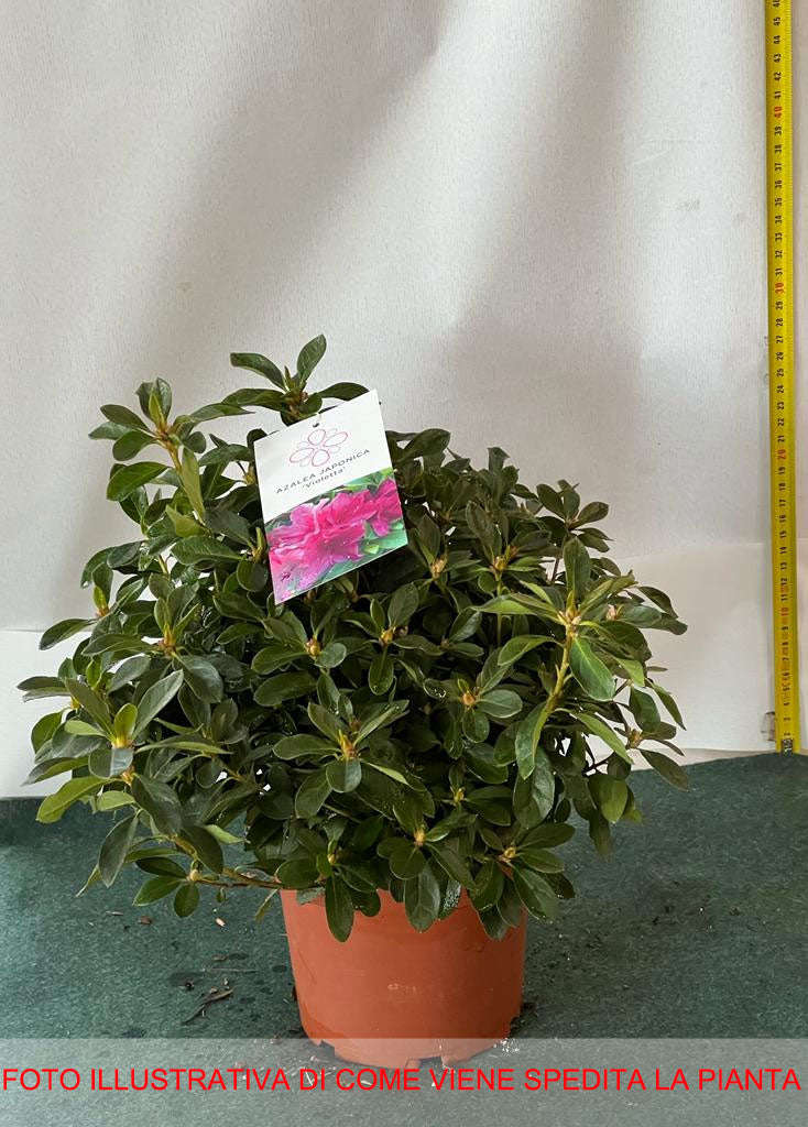 AZALEA JAPONICA RUSTICA VIOLETTA VASO 15CM