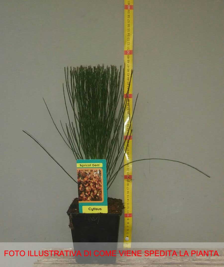 CYTISUS APRICOT GEM VASO 15CM