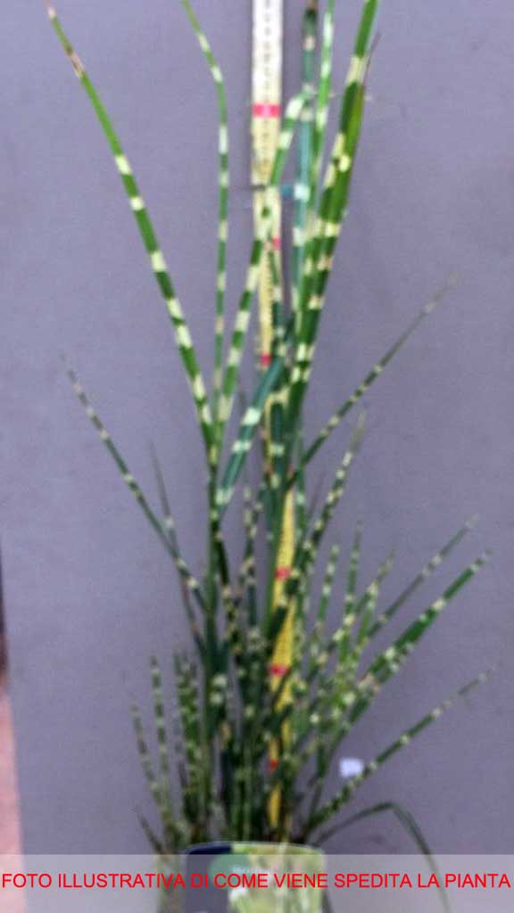 MISCANTHUS SINENSIS STRICTUS VASO 17CM
