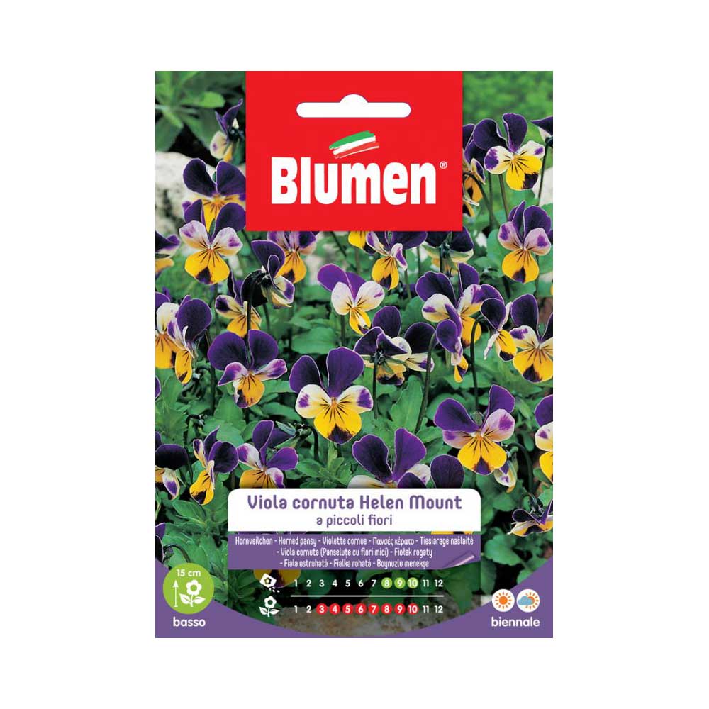 SEMI VIOLA HELEN MOUNT BLUMEN