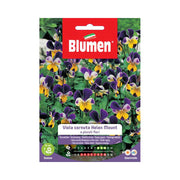 SEMI VIOLA HELEN MOUNT BLUMEN