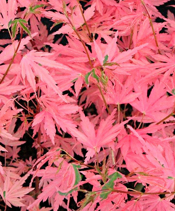 ACERO PALMATUM TAYLOR IN VASO 19CM