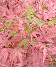 ACERO PALMATUM TAYLOR IN VASO 19CM