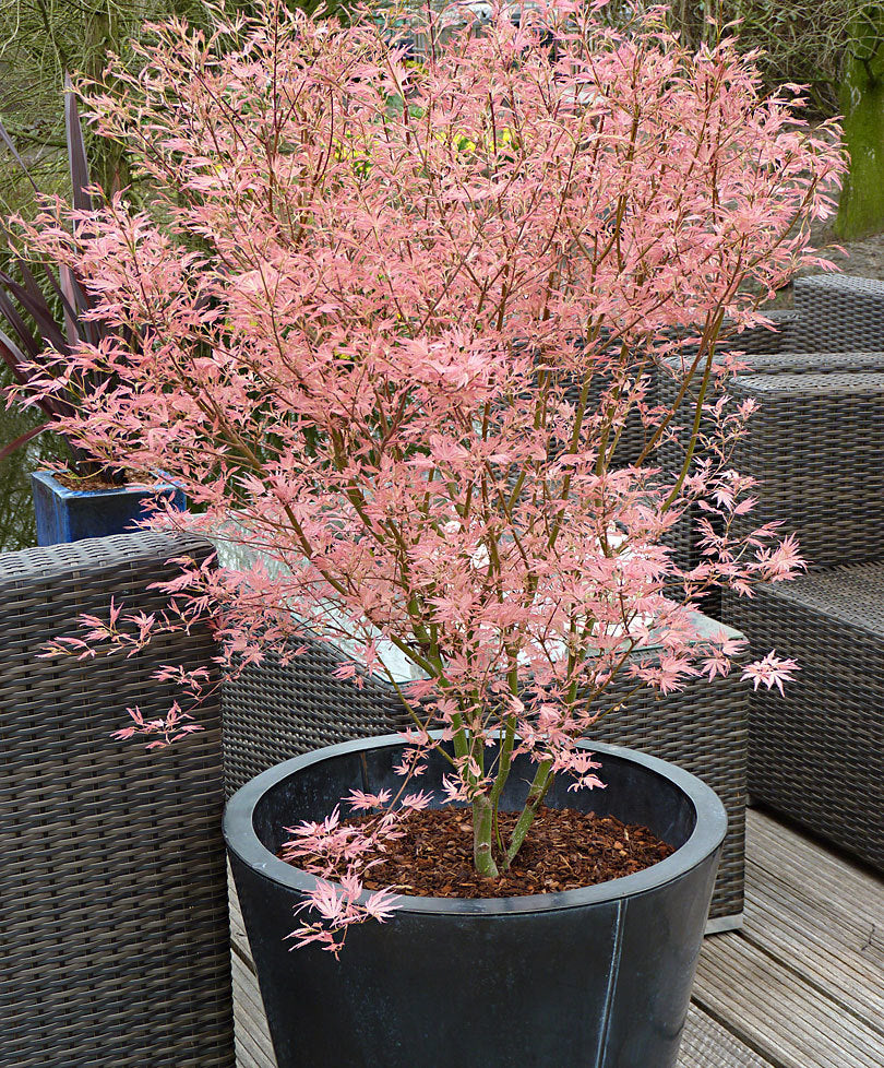 ACERO PALMATUM TAYLOR IN VASO 19CM