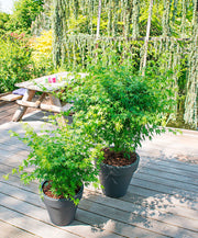 ACERO PALMATUM GOING GREEN  IN VASO 15CM