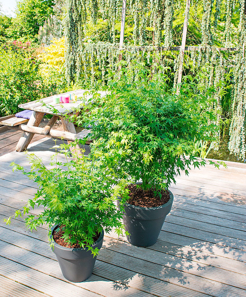 ACERO PALMATUM GOING GREEN  IN VASO 15CM