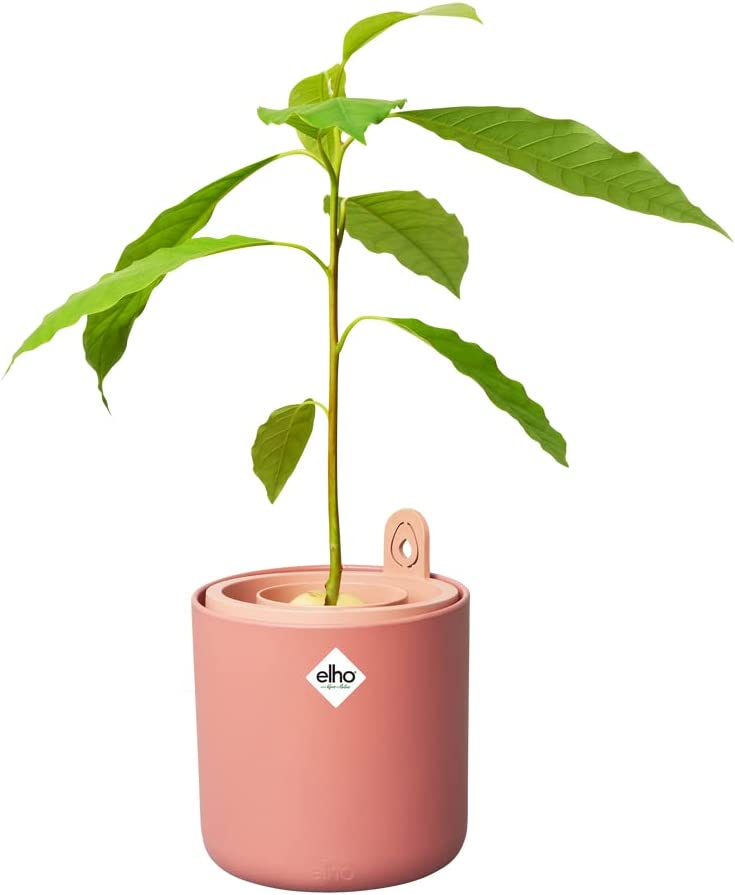 VASO AMAZING AVOCADO POT TERRA
