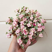 PORTULACARIA AFRA BONSAI VASO 12CM