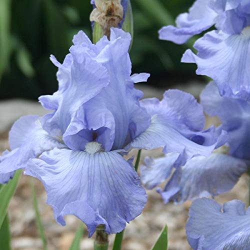 IRIS GERMANICA BABBELING BROOK IN VASO 17CM