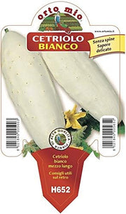 3 PIANTE IN VASO Ø 10CM DI CETRIOLO BIANCO ORTOMIO