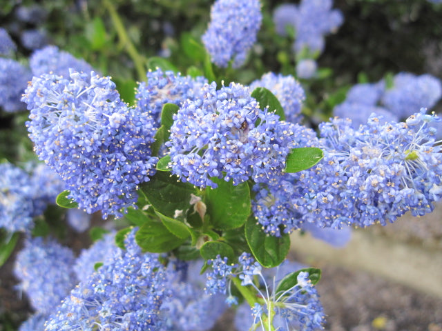 CEANOTHUS IMPRESSUS VICTORIA VASO 16CM