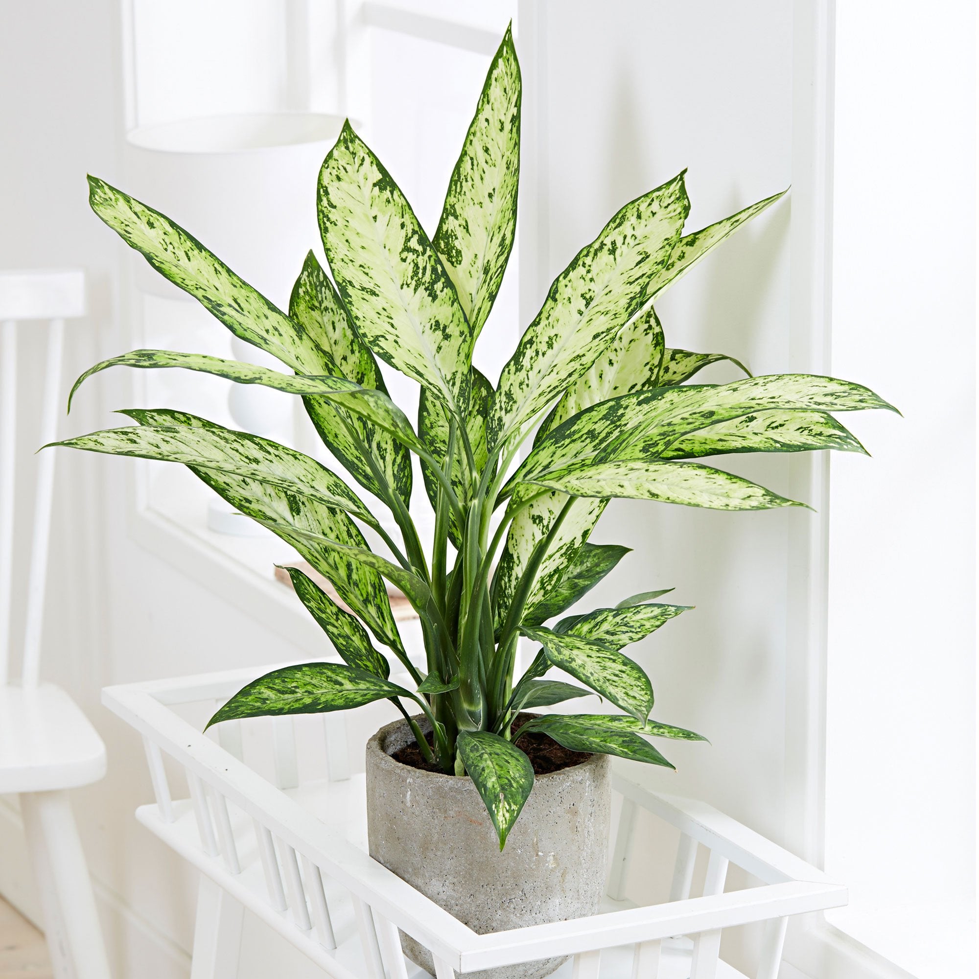 DIEFFENBACHIA VESUVIO IN VASO 17CM