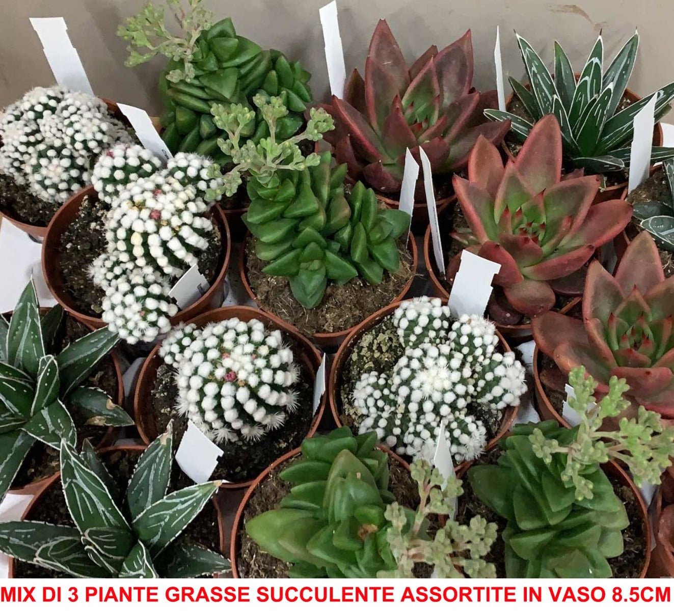 MIX DI 3 PIANTE GRASSE SUCCULENTE VASO 8.5CM