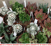 MIX DI 3 PIANTE GRASSE SUCCULENTE VASO 8.5CM