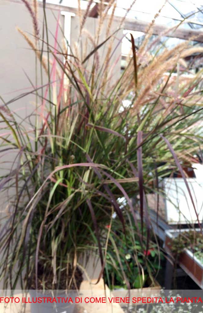 PENNISETUM ADVENA FIREWORKS VASO 21CM