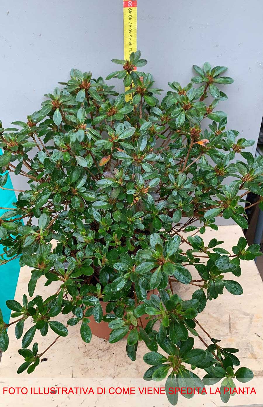 AZALEA JAPONICA RUSTICA GILBERT MULLIE VASO 19CM