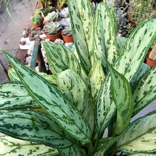 AGLAONEMA SIVER QUEEN VASO 17CM