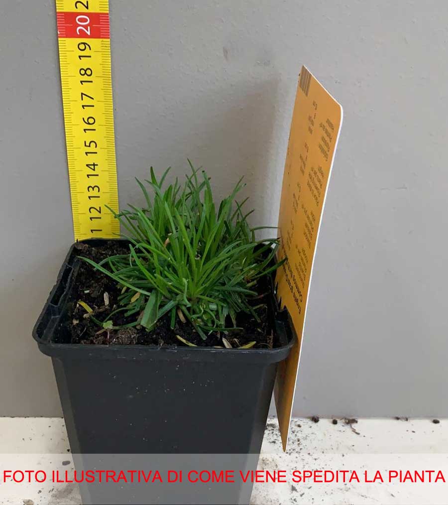 ARMERIA MARITIMA ABBEY DEEP VASO 9CM