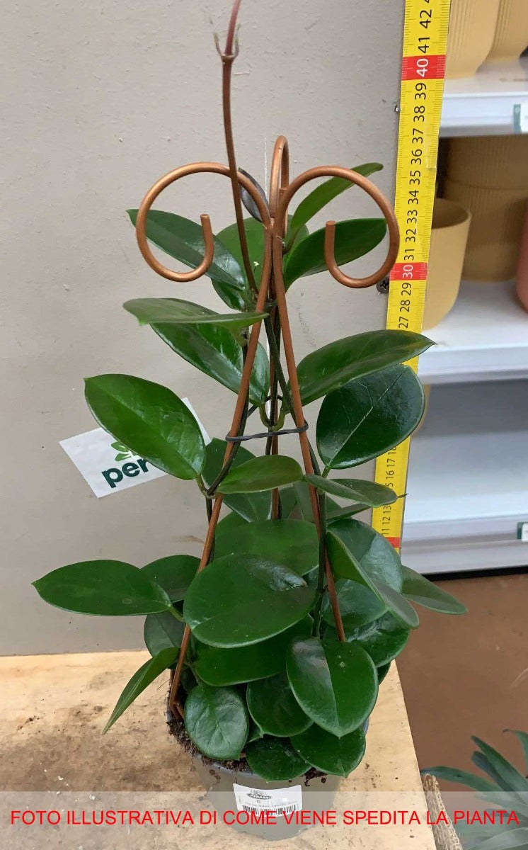 HOYA AUSTRALIS FIORE DI CERA VASO CON ARCO 12CM