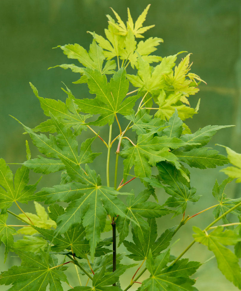 ACERO PALMATUM GOING GREEN  IN VASO 15CM